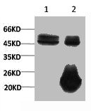 Anti-XRCC4 Monoclonal