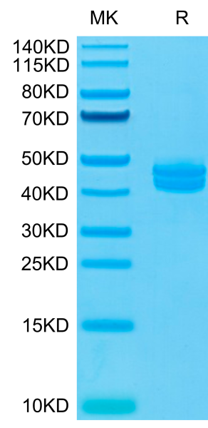 Cynomolgus CD3E&amp;CD3G/CD3 epsilon&amp;CD3 gamma Protein