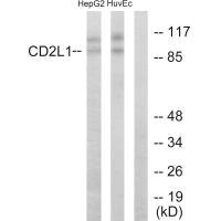 Anti-CDK11B