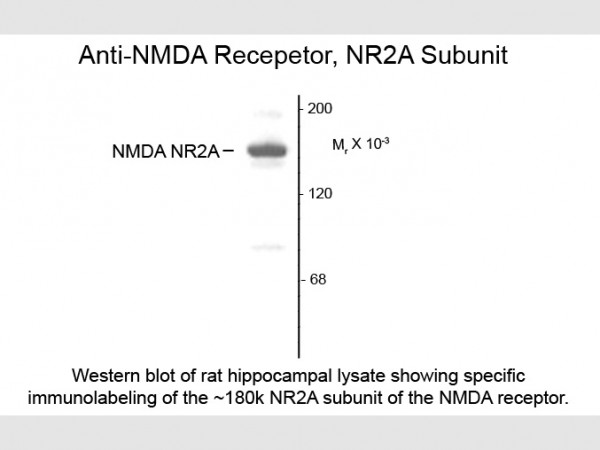 Anti-NMDA NR2A Subunit