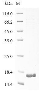 Adiponectin D (ADIPOQ), partial, horse, recombinant