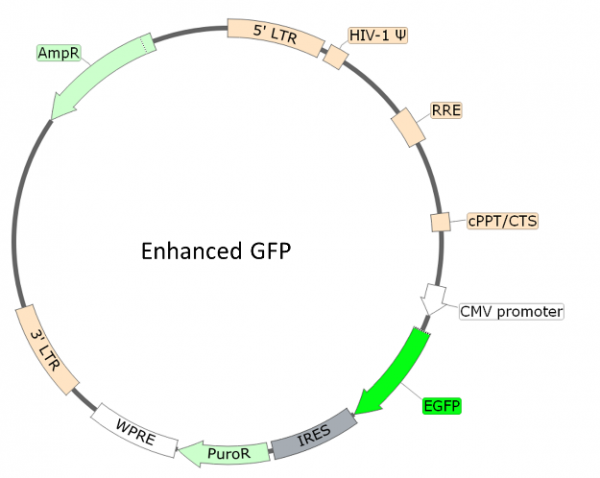 Spike (B.1.1.529, Omicron Variant) (SARS-CoV-2) Pseudotyped Lentivirus (eGFP Reporter)
