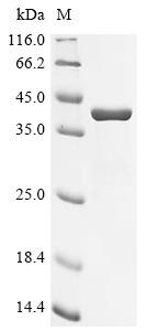 Carbonic anhydrase 6 (CA6), human, recombinant