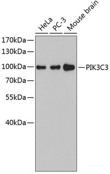 Anti-PIK3C3