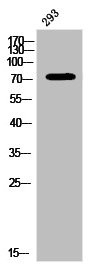 Anti-Phospho-PRKCA (Y657)