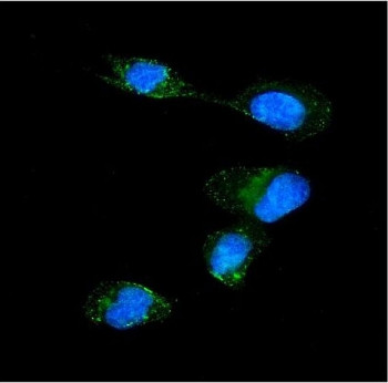 Anti-Importin alpha 5 / KPNA1 / SRP1