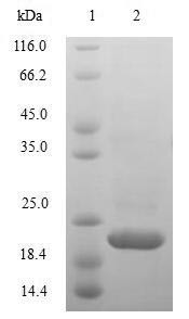 Interleukin-10 (IL10), Macaca mulatta, recombinant