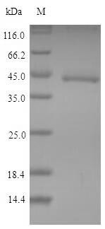 Indoleamine 2,3-dioxygenase 1 (Ido1), mouse, recombinant