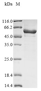 Lipoprotein lipase (Lpl), mouse, recombinant