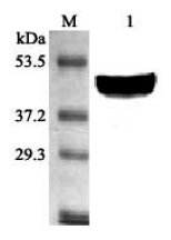 Anti-Stearoyl-CoA Desaturase-1 (mouse)