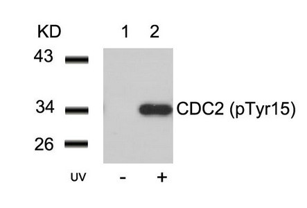 Anti-Phospho-CDK1 (Tyr15)