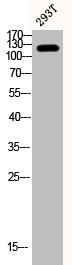 Anti-Phospho-PTK2 (Y407)