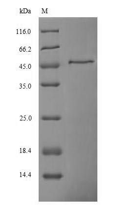 Ferritin heavy chain (FTH1), human, recombinant