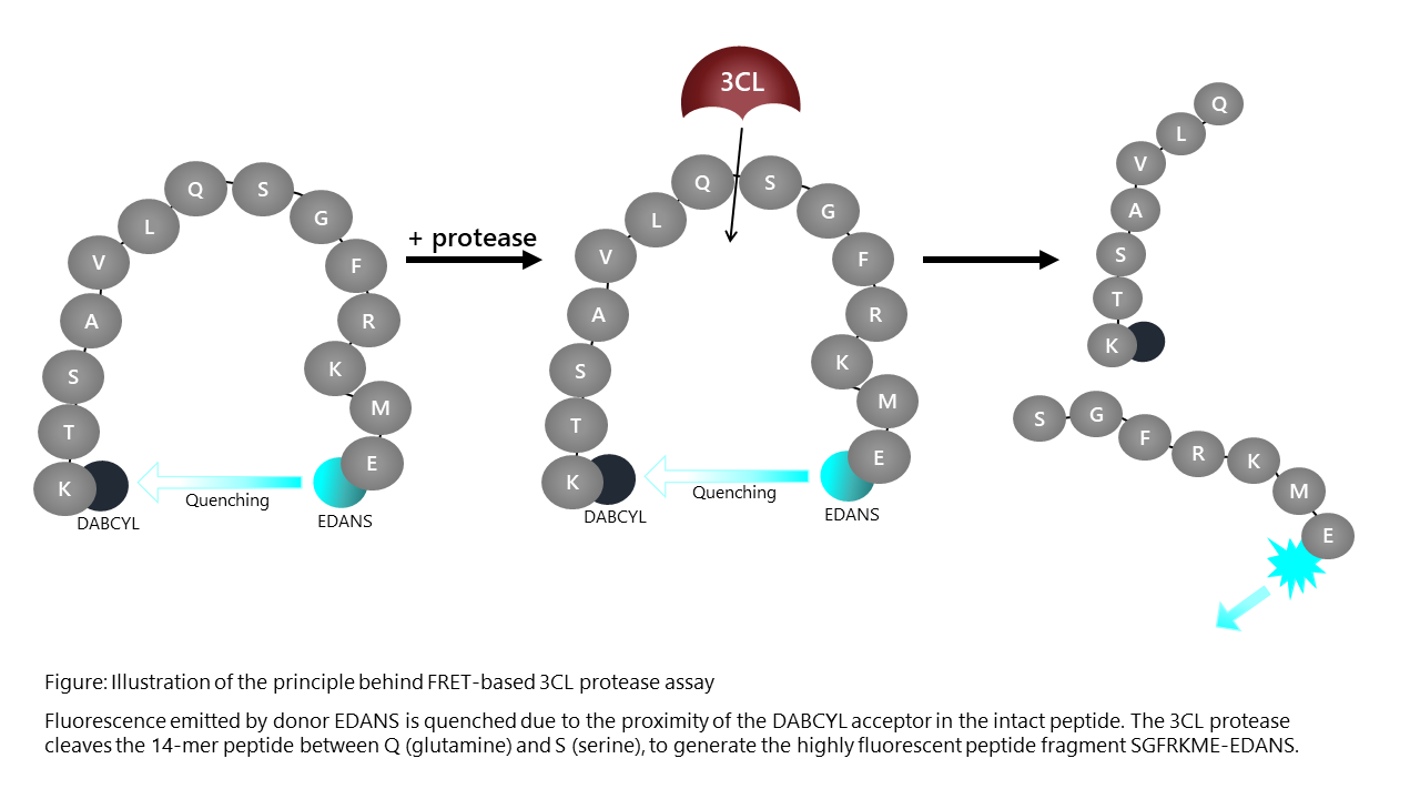 3CL Protease (B.1.1.529, Omicron Variant) (SARS-CoV-2) Assay Kit | BPS ...