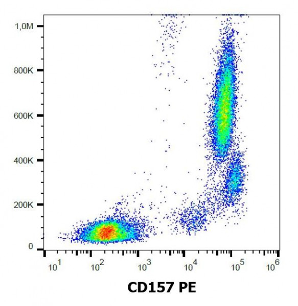 Anti-CD157 / BST1 (PE), clone SY11B5
