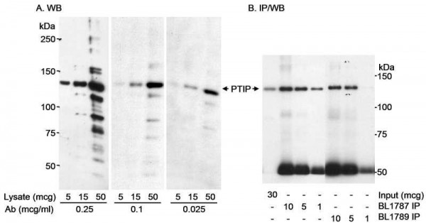 Anti-PTIP