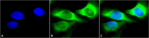 Anti-HSP47 Monoclonal Antibody (Clone: 1C4-1A6) - Biotin