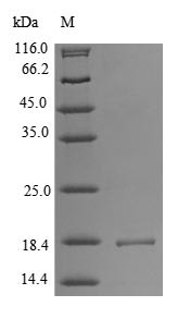 Low molecular weight phosphotyrosine protein phosphatase (ACP1), human, recombinant