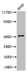 Anti-Cleaved-F10 (A41)