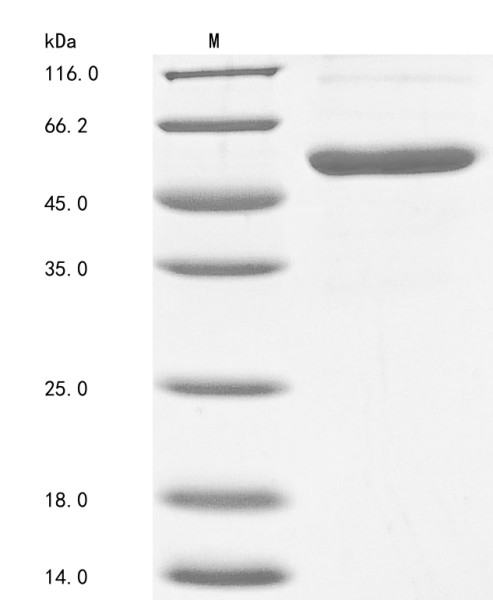 Tumor necrosis factor ligand superfamily member 14 (TNFSF14), partial, human, recombinant