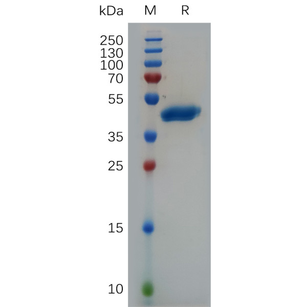 Human VEGFA Protein, hFc Tag