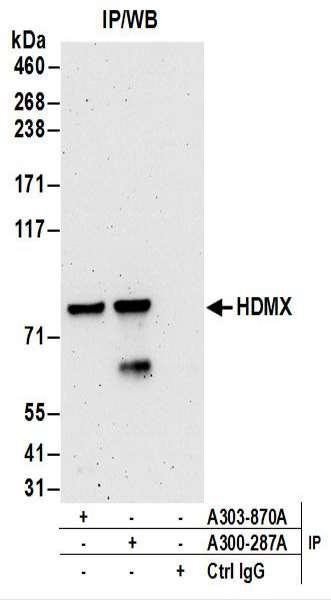 Anti-HdmX/MDM4