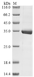 Histone H4 (H4C1), partial, human, recombinant