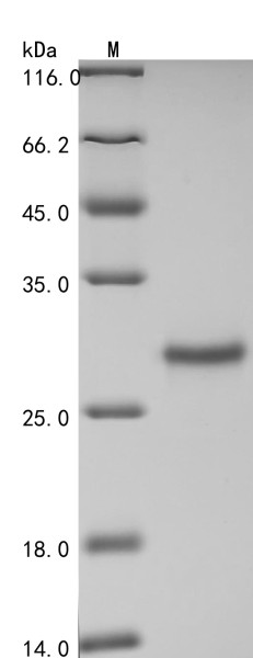 Glutathione S-transferase Mu 3 (GSTM3), human, recombinant