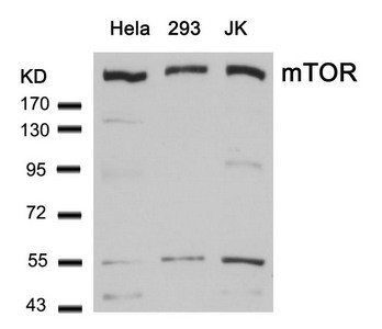 Anti-MTOR (Ab-2448)