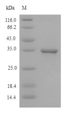 Membrane cofactor protein (CD46), partial, guinea pig, recombinant