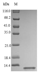 C-X-C motif chemokine 10 (CXCL10), human, recombinant