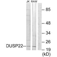 Anti-DUSP22