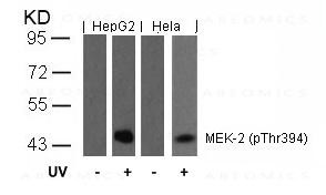 Anti-phospho-MEK-2 (Thr394)