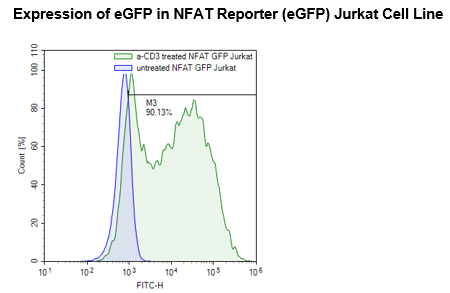 NFAT Reporter (eGFP) Jurkat Recombinant Cell Line