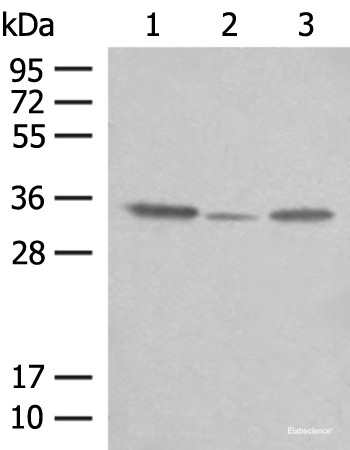 Anti-CNPY3