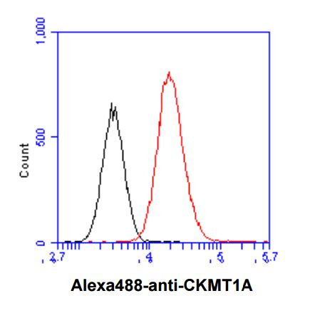 Anti-CKMT1A, clone 17A2