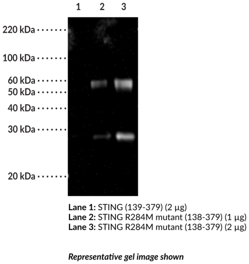 Anti-STING Constitutively Active Mutant (R284M)