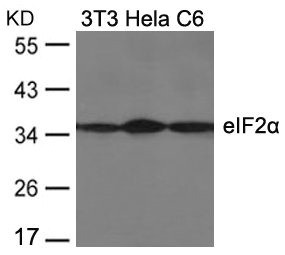 Anti-EIF2S1 (Ab-51)