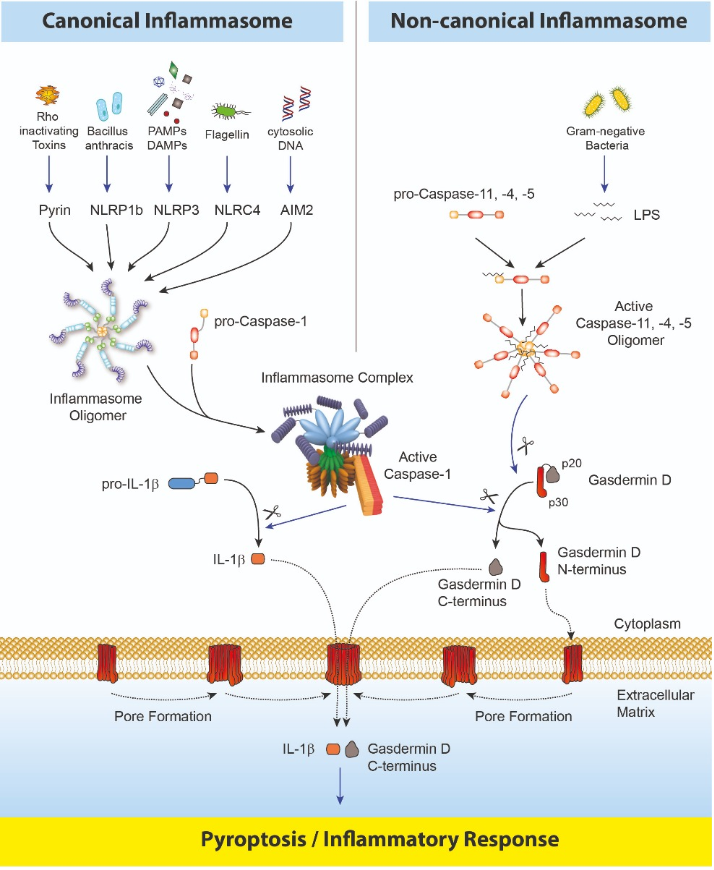 Inflammasomes And Gasdermin D Signaling Pathways | Biomol Blog ...