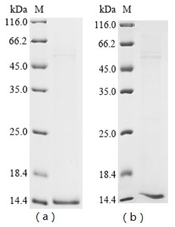 Cytochrome c 2 (CYCT), partial, bovine, recombinant