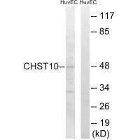 Anti-CHST10