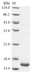 Insulin-like growth factor II (Igf2), mouse, recombinant