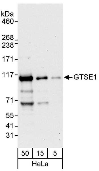 Anti-GTSE1