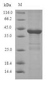 Dual specificity protein phosphatase 14 (DUSP14), human, recombinant
