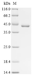 Spectrin beta chain, non-erythrocytic 1 (Sptbn1), patial, mouse, recombinant