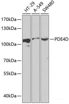 Anti-PDE4D