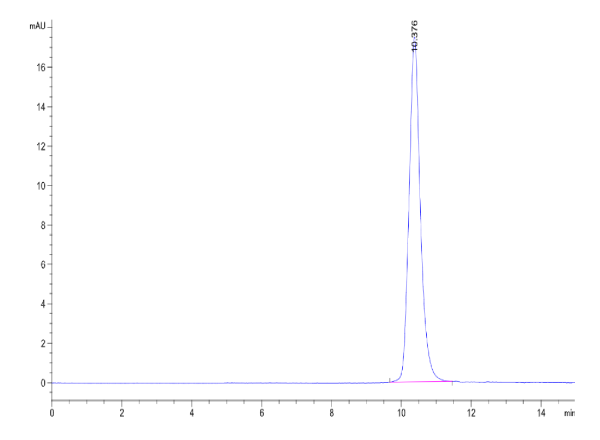 Cynomolgus/Rhesus macaque BCMA/TNFRSF17 Protein