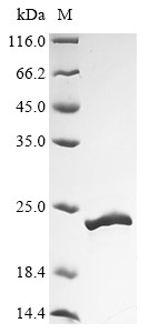 Chemotaxis inhibitory protein (chp), Staphylococcus aureus, recombinant