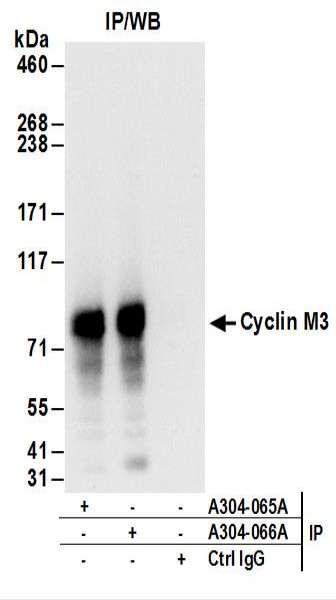 Anti-Cyclin M3