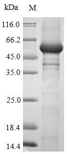 Ubiquitin carboxyl-terminal hydrolase 7 (USP7), partial, human, recombinant